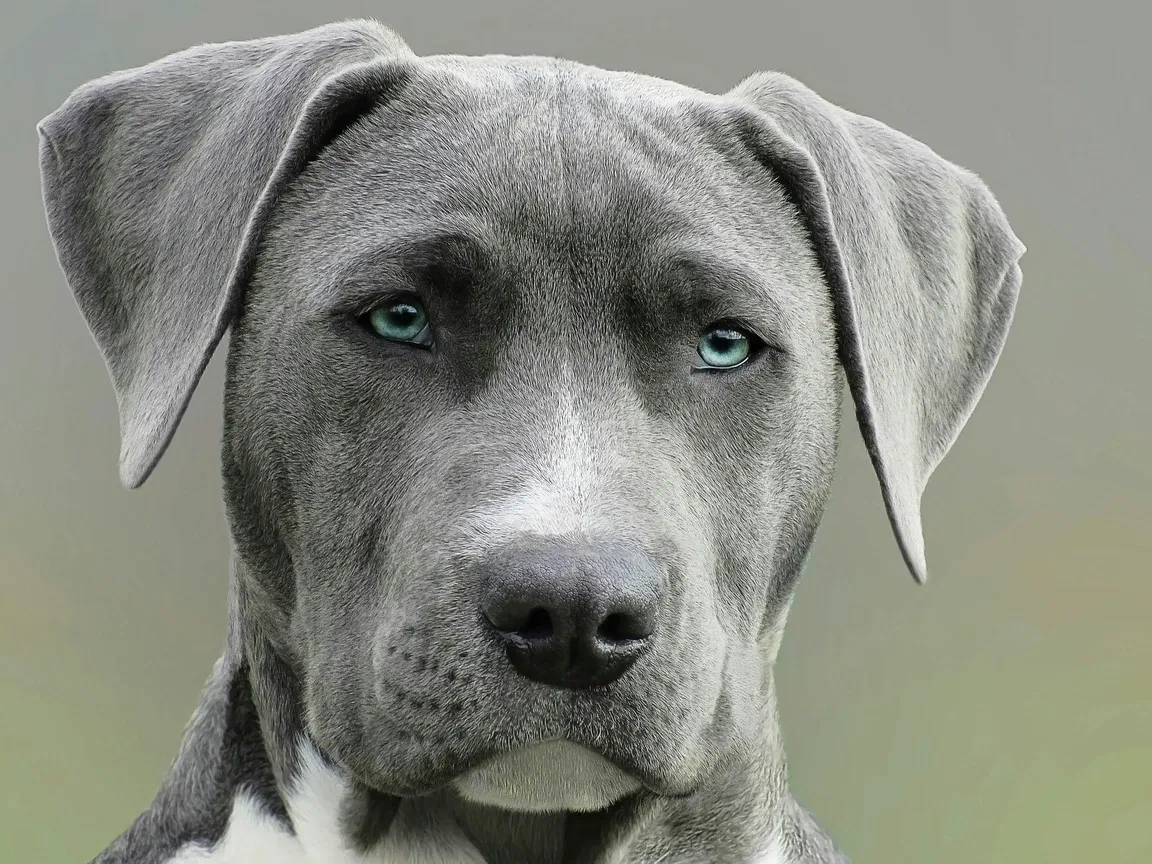 Top 10 Dog Health and Wellness Products Every Pet Owner Needs