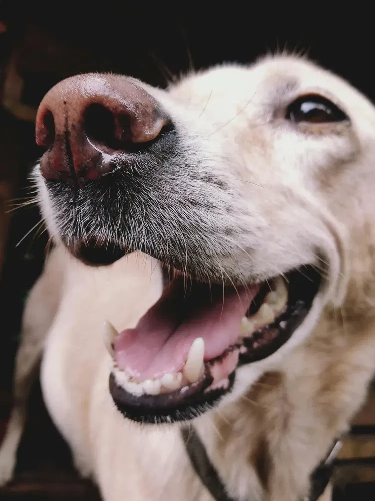 Essential Tips for Dog Owners: Must-Read Guide