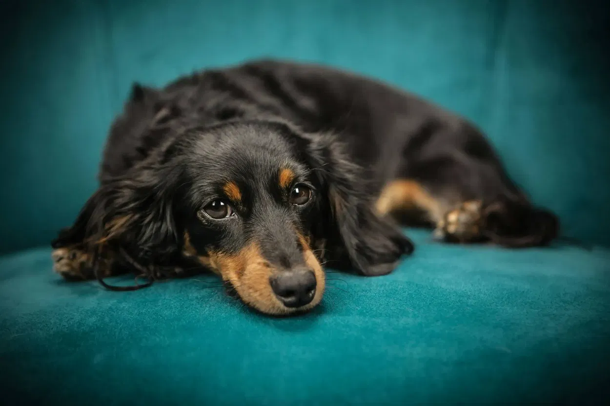Easy-to-Follow Tips About Dog Care