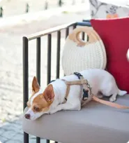Pet gallery image