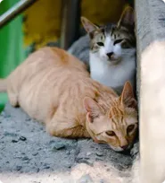 Pet gallery image