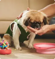 No-subscription GPS dog collars