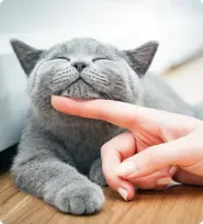 Pet gallery image