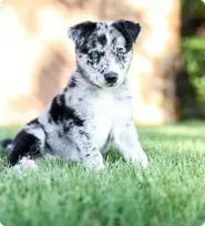 Pet gallery image