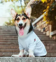 Pet gallery image