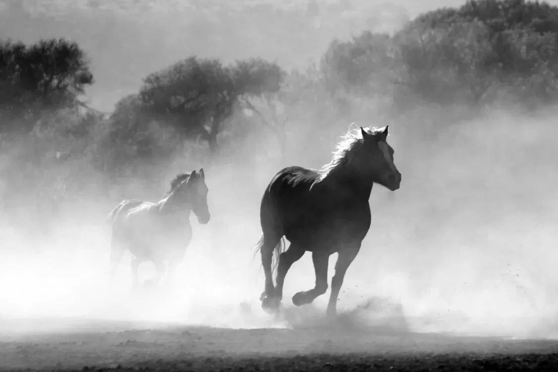 How to Spot Lameness in a Horse: A Practical Owner's Guide