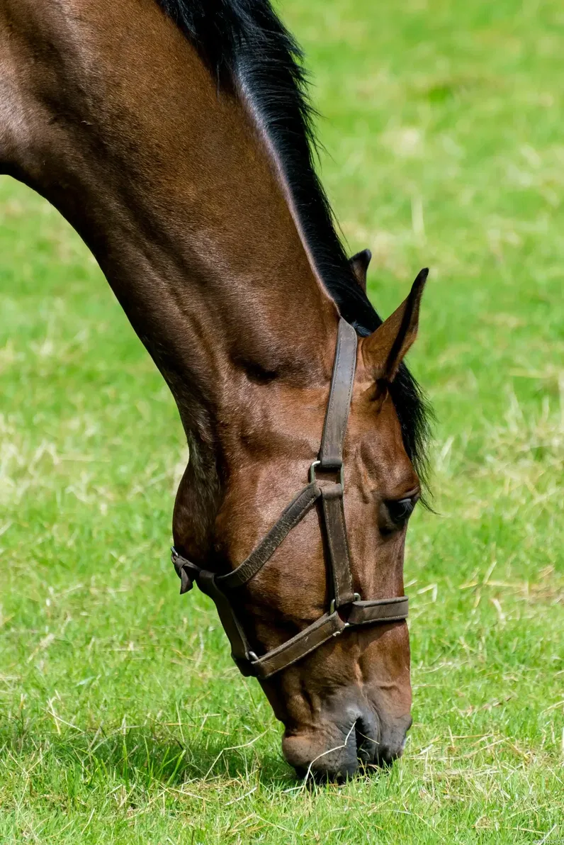 Warmblood Horse Breed Guide: Sport Horses Explained