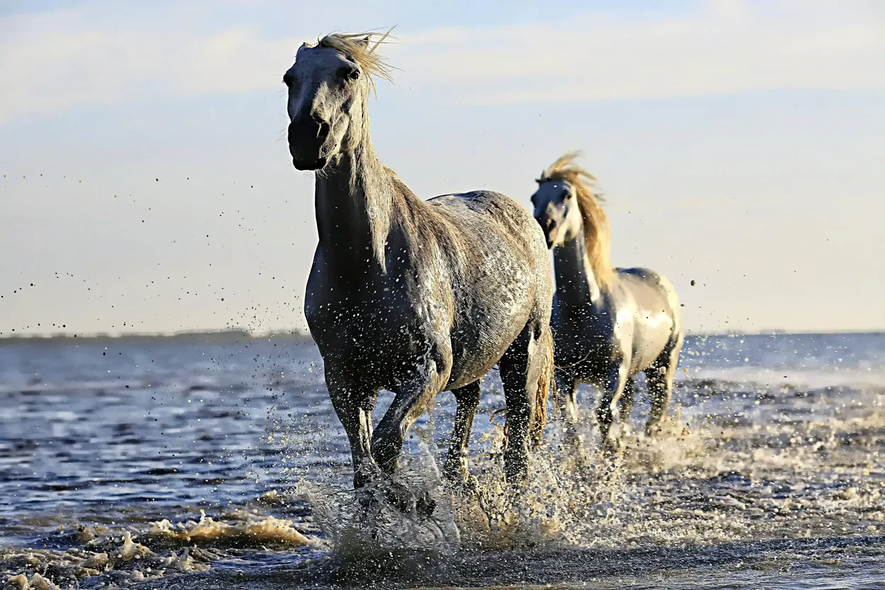 Horse skin conditions — rain rot, mud fever, sweet itch, ringworm identification and treatment
