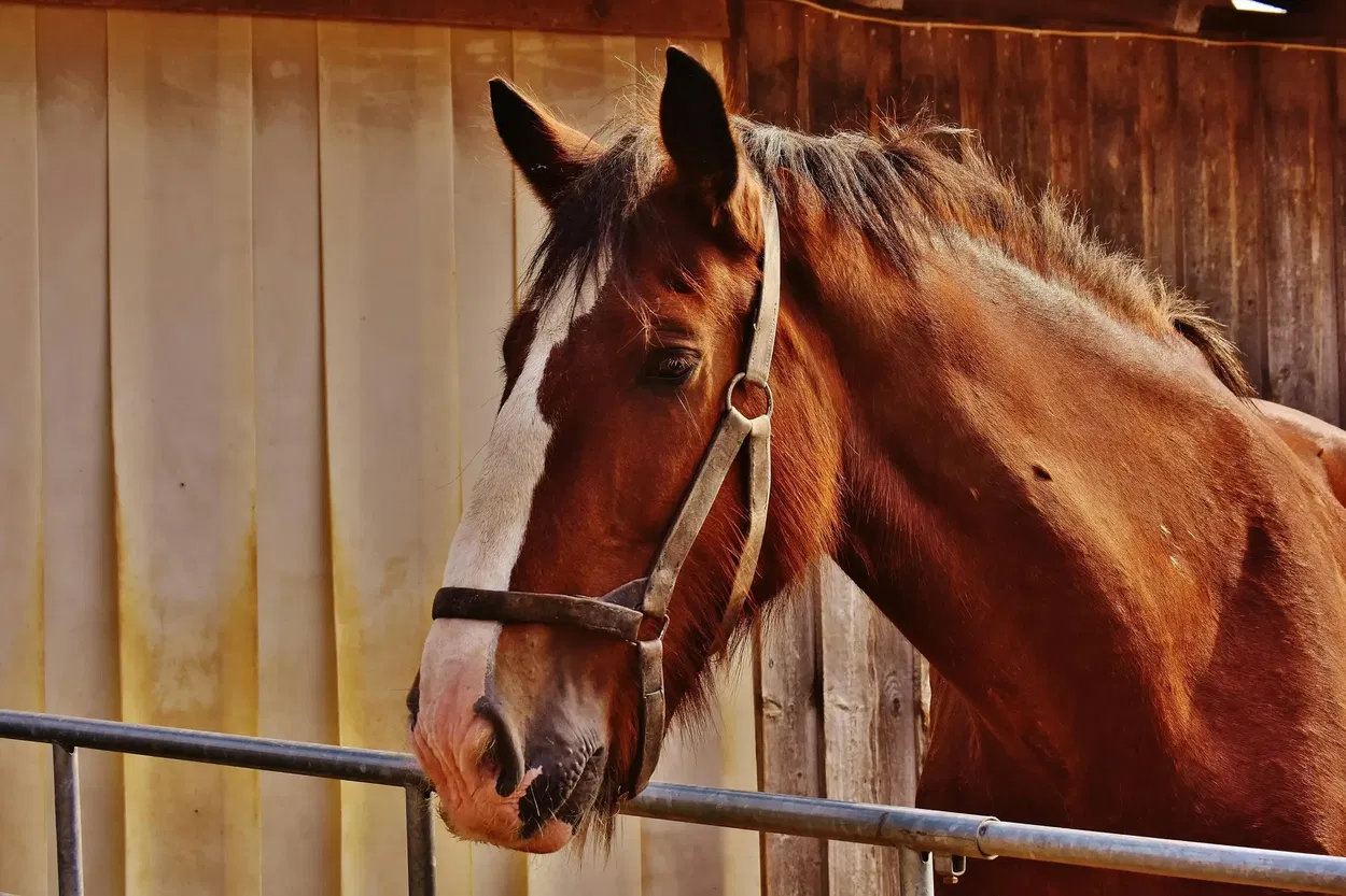 Horse wound first aid — step by step guide for treating horse wounds