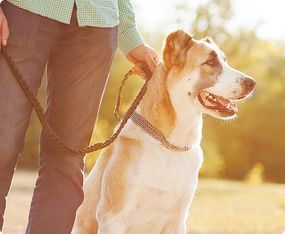 Pet care resources