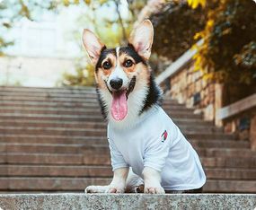 Pet tools and guides